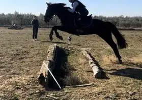 Busco empleo en el sector hípico