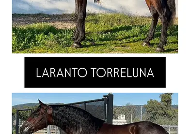 SEMENTAL PRE LARANTO TORRELUNA 171cm 2025