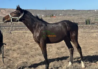 Potro español con cuarto de milla