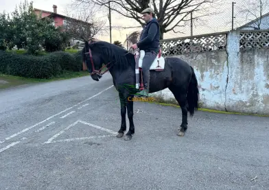 Se vende potro PRE Negro va hacer cuatro años es muy andador y con mucha fuerza está montado a los tres aires y mide 1,64  a bastón