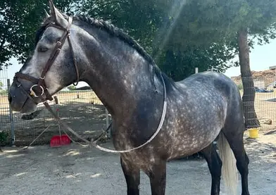 Línea Impaciente II. Buenas capacidades para Alta Escuela.
