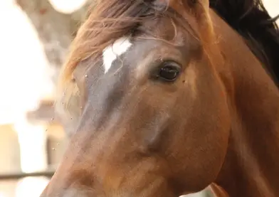 Hispano-Anglo-Arabe✨ 5 años