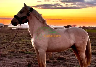 Potro con casi 3 años