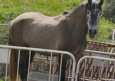 Potro PRE, Línea Marín - Garcia
